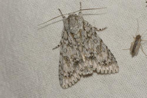 Réf. 185 413 : Acronicta aceris
